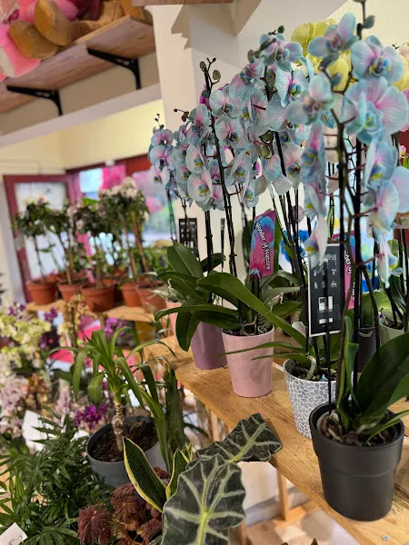 Boho Flowers Girne Çiçek Dükkanı