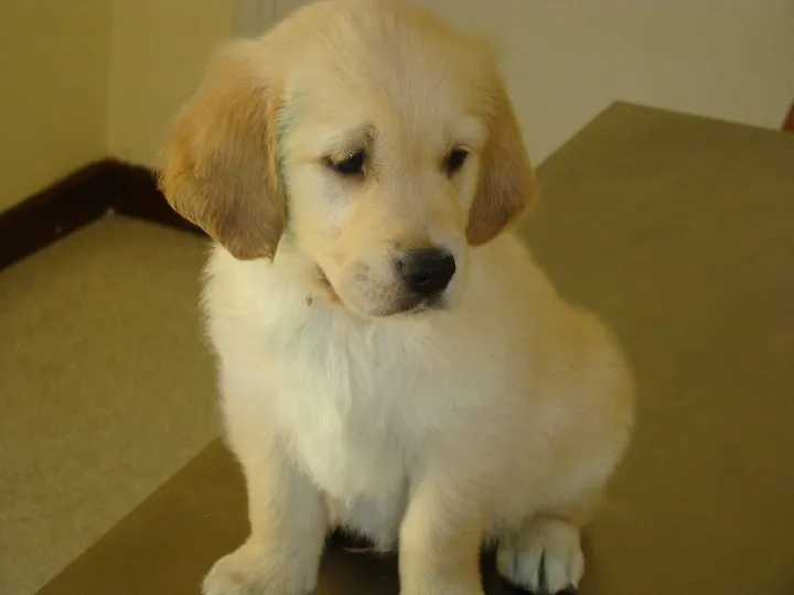 Petworld Veteriner Kliniği /Vet.Hek.Güneş Sarıkamış