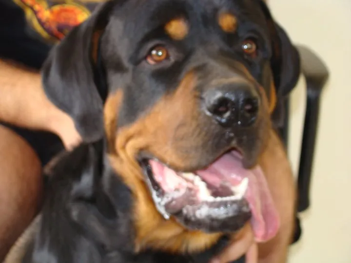 Petworld Veteriner Kliniği /Vet.Hek.Güneş Sarıkamış