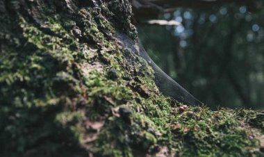 Stou Kyriakou Tavern