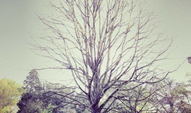 Thomas Snacks & Grill House