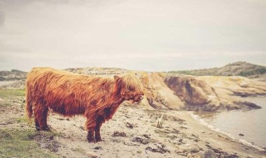 Perivolia - Kokos Tavern