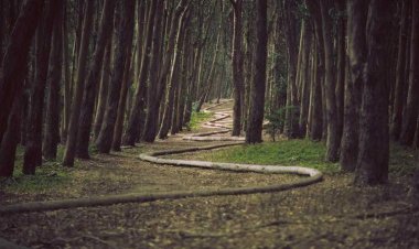 The Moon Star (Moon & Star)