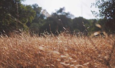 Lokmans Fish & Chips