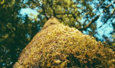 To Kazani Traditional Tavern Aradippou