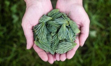 Psarotaverna Ouzeri Pentasxoinos