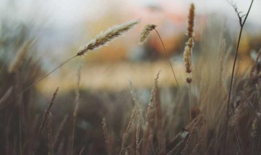 Mola Tantuni & Çorba