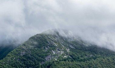 Green Foods, fresh & bio