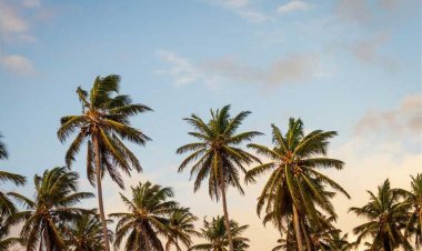 Narghile Lounge & Bar