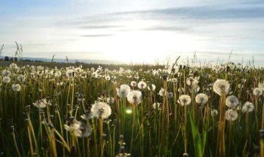 Columbia Confectionery Kolonakiou