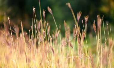 Εθνικό Κπσαλος
