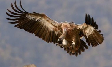 Mikel Coffee (Protaras)