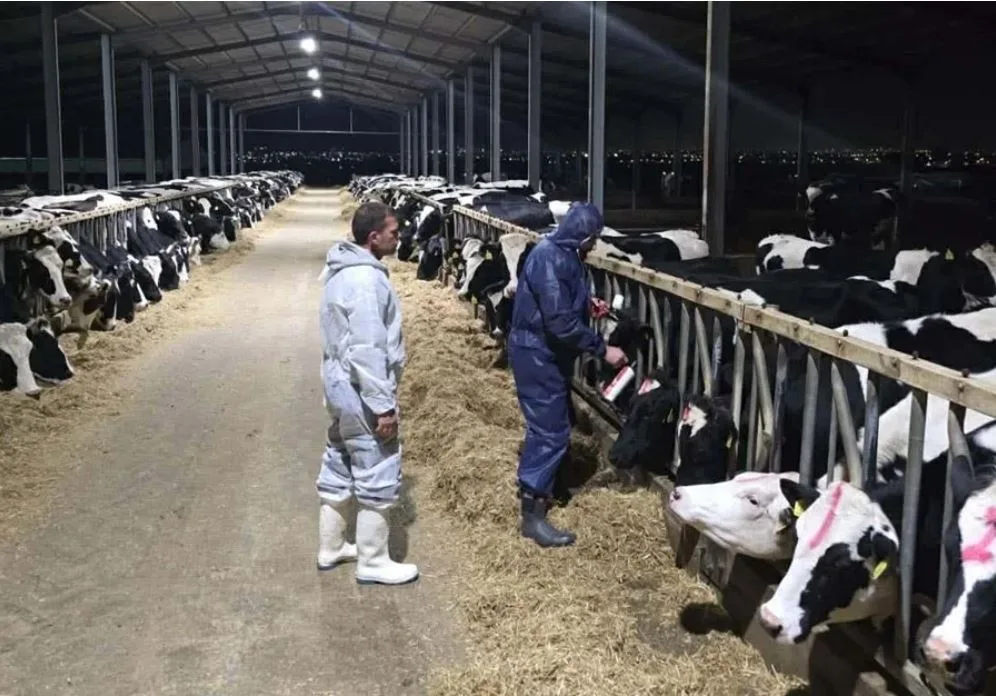 Güney'de şap hastalığında vakalar giderek çoğalıyor