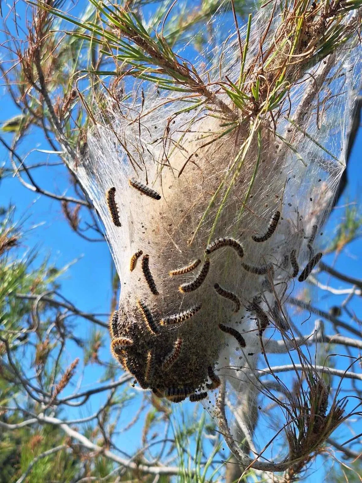 Güney Kıbrıs’ta çam kese böceğiyle mücadelede doğal avcılar kullanılacak