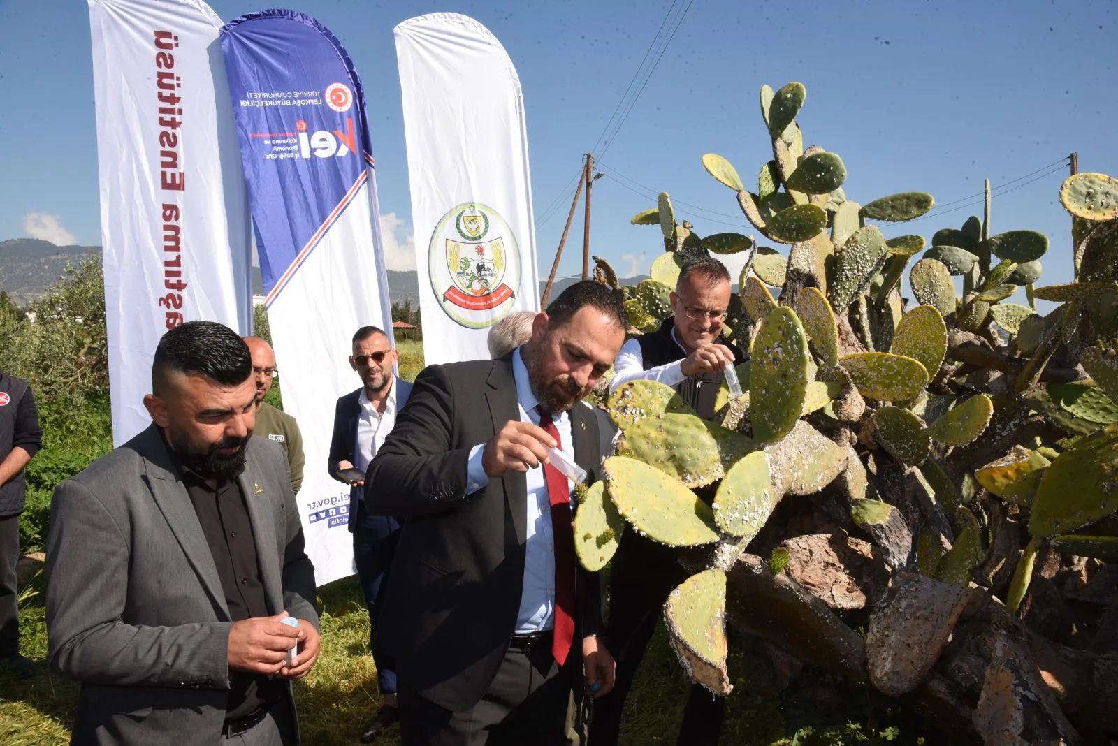 Babutsa koşniline karşı doğaya ilk kez avcı böcek bırakıldı